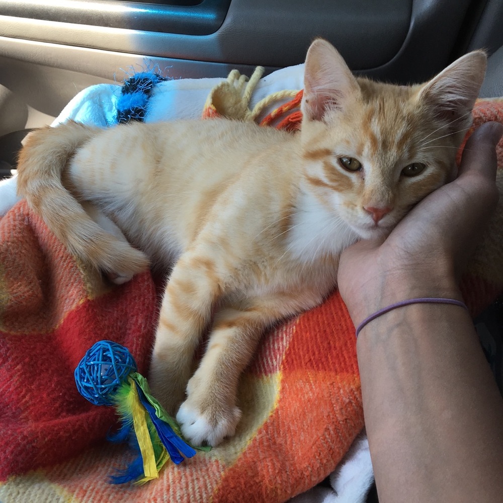 My assistant Mr. Pickles. Cat friendly home 